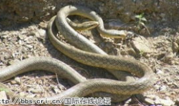 蛇交配视频,一场神秘而奇妙的自然盛宴